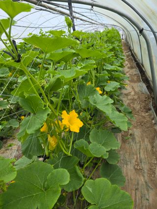 빛그린 김용화님의 호박 · 영농일지 작성글 사진