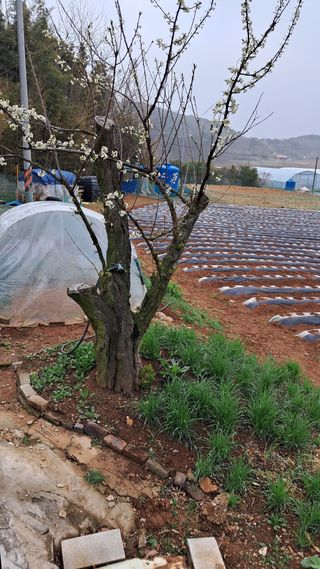 bpjh9173님의 감자 · 영농일지 작성글 사진