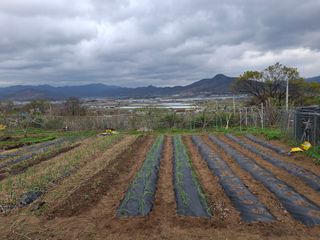 철남 김희곤님의 복숭아 · 영농일지 작성글 사진