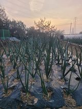 알렉산더님의 작성글 사진