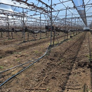 동동예행복농장님의 포도 · 영농일지 작성글 사진