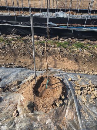 정영석님의 기타작물 · 영농일지 작성글 사진