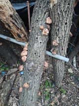 팜모닝 기타작물·영농일지 게시글 이미지