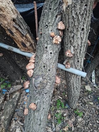 최군환님의 기타작물 · 영농일지 작성글 사진