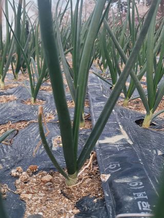 알렉산더님의 양파 · 영농일지 작성글 사진