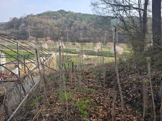 한상훈님의 두릅 · 영농일지 작성글 사진