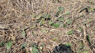 최강K님의 기타작물 · 영농일지 작성글 사진