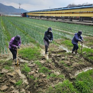 권정식님의 양파 · 영농일지 작성글 사진