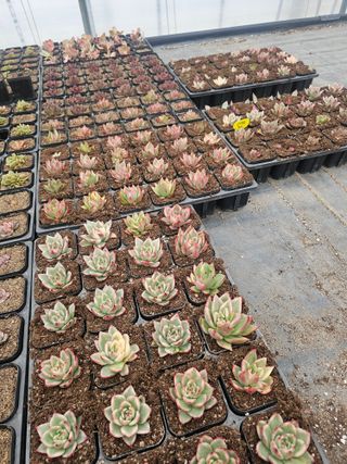 신상섭님의 기타작물 · 영농일지 작성글 사진