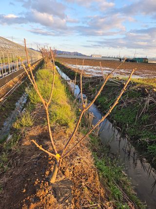 정영석님의 기타작물 · 영농일지 작성글 사진