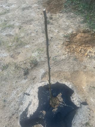 이태규님의 기타작물 · 영농일지 작성글 사진