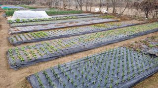 김지철님의 기타작물 · 영농일지 작성글 사진