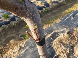 정영석님의 복숭아 · 영농일지 작성글 사진