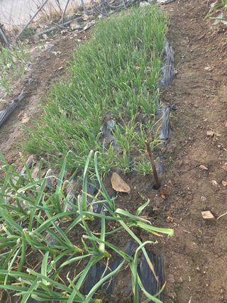 정영순님의 기타작물 · 영농일지 작성글 사진