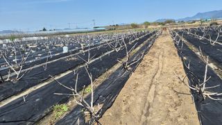 늘푸른 농장주님의 기타작물 · 영농일지 작성글 사진