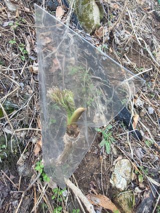 한상훈님의 두릅 · 영농일지 작성글 사진