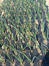 팜모닝 기타작물·영농일지 게시글 이미지