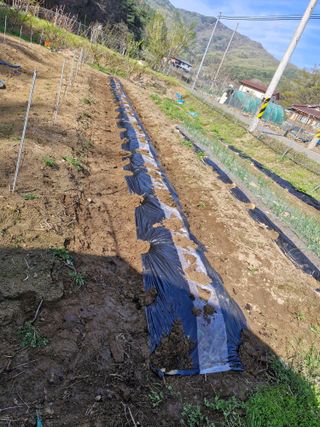 양파6694님의 기타작물 · 영농일지 작성글 사진