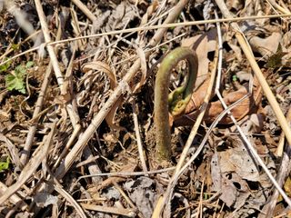 돈디아고(김덕수)님의 기타작물 · 영농일지 작성글 사진