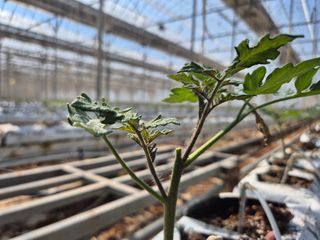 늘햇살팜 님의 작성글 사진