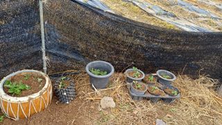 박순덕님의 기타작물 · 영농일지 작성글 사진