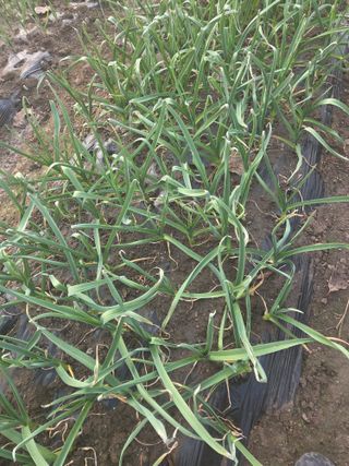 정영순님의 기타작물 · 영농일지 작성글 사진