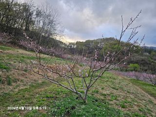 장정규님의 복숭아 · 영농일지 작성글 사진