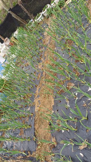 박순덕님의 기타작물 · 영농일지 작성글 사진