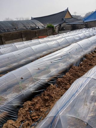 최유순님의 고추 · 영농일지 작성글 사진