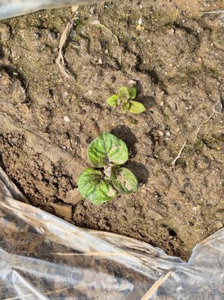 박순례님의 감자 · 영농일지 작성글 사진