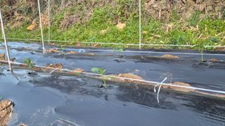 촌사리(김정대)님의 고추 · 영농일지 작성글 사진