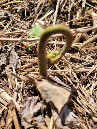 돈디아고(김덕수)님의 기타작물 · 영농일지 작성글 사진