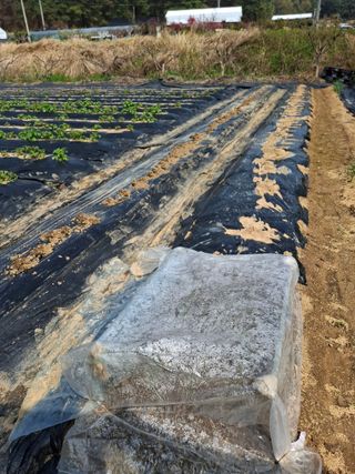 마늘14470님의 감자 · 영농일지 작성글 사진