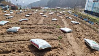 두원리 산막골농부님의 기타작물 · 영농일지 작성글 사진