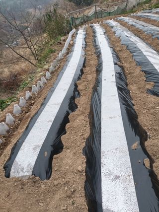 호박24125님의 기타작물 · 영농일지 작성글 사진