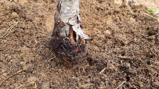 두원리 산막골농부님의 기타작물 · 영농일지 작성글 사진