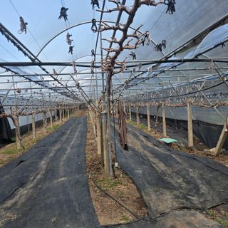 동동예행복농장님의 포도 · 영농일지 작성글 사진