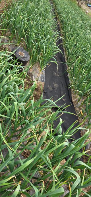 경주농장님의 마늘 · 영농일지 작성글 사진