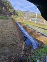 팜모닝 기타작물·영농일지 게시글 이미지