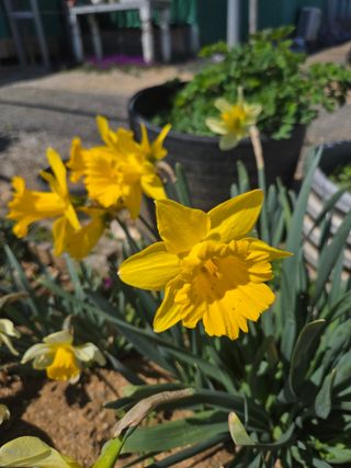 제주농부님의 기타작물 · 영농일지 작성글 사진