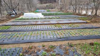 김지철님의 기타작물 · 영농일지 작성글 사진