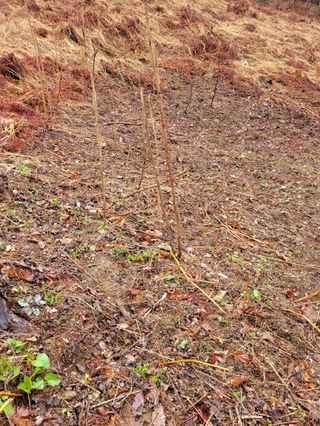 돈디아고(김덕수)님의 기타작물 · 영농일지 작성글 사진