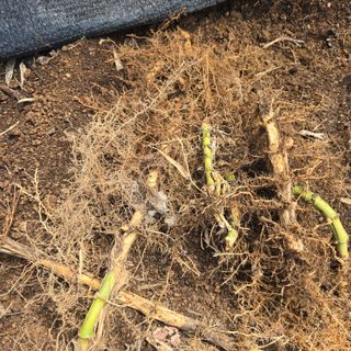 동동예행복농장님의 작성글 사진