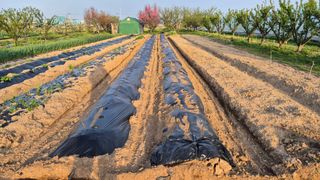 산수화풍님의 기타작물 · 영농일지 작성글 사진