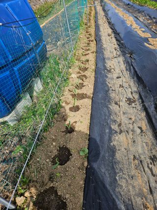 김인수님의 기타작물 · 영농일지 작성글 사진