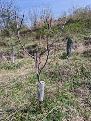 왕대추님의 기타작물 · 영농일지 작성글 사진