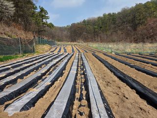 장두학님의 기타작물 · 영농일지 작성글 사진