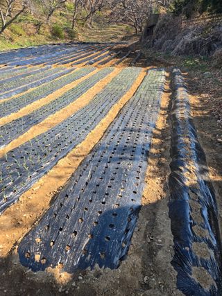 강화화도님의 감자 · 영농일지 작성글 사진