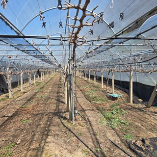 동동예행복농장님의 포도 · 영농일지 작성글 사진