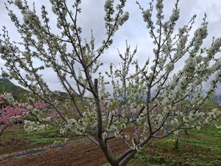 철남 김희곤님의 복숭아 · 영농일지 작성글 사진